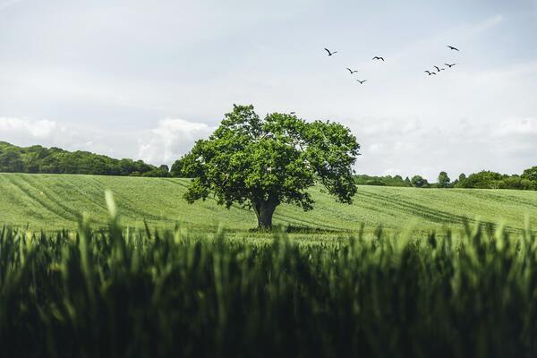 Aandrews Tree