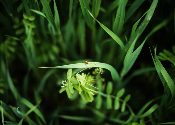 Edushechkina Ladybird