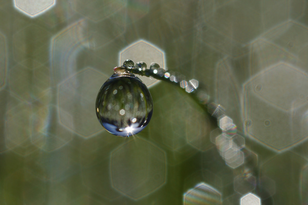 Jankaluza Dew Drop